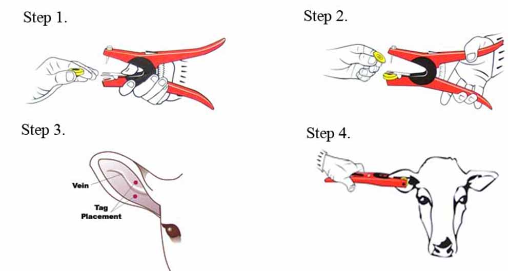 how to install rfid ear tags 