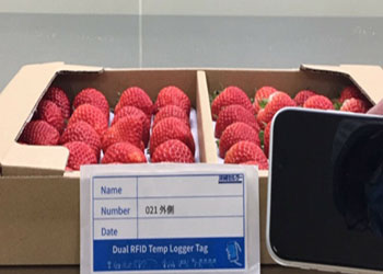 RFID sensor tag helps Japanese strawberry factory in temperature controlling